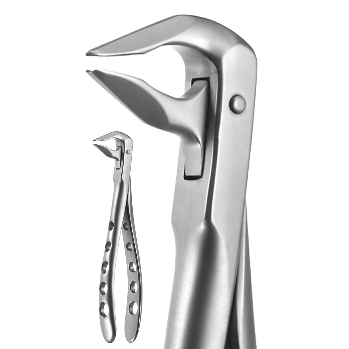 X-TRAC Extracting Forceps Size 3608T Tapered Lower Anterior Ea thumbnail 5